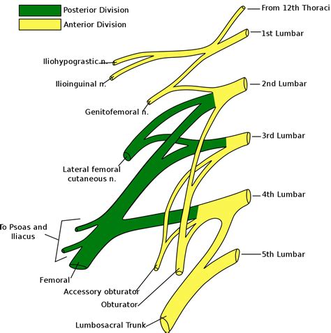 Ilioinguinal Nerve Wikipedia