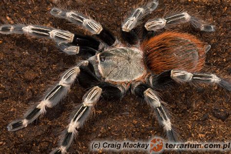 Nhandu is a genus of south american tarantulas that was first described by s. Nhandu chromatus - Terrarium