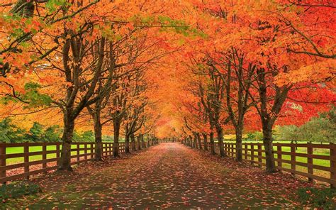 wallpaper trees landscape fall leaves nature grass road branch fence autumn leaf