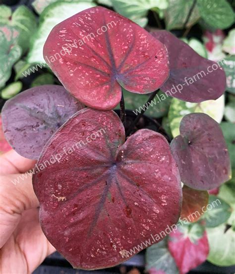 Other Plants Seeds And Bulbs Caladium 1 Bulb Queen Of The Leafy Plants