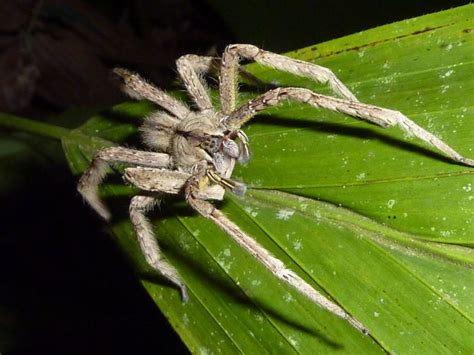 Top 10 Deadliest Animals In Costa Rica Javis Travel Blog Go Visit