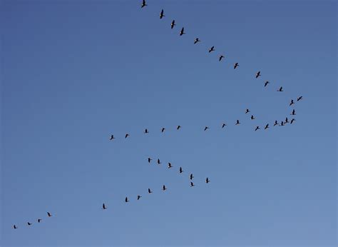 Formation Flying Geese Flying In A Flawless Sky The Sun W Flickr