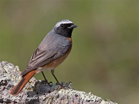 Birding Portugal Redstart Birding In Portugal Individual Bird
