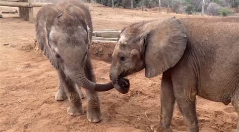 Two Young Elephants Sera And Lomunyak Have Become The Best Of Friends