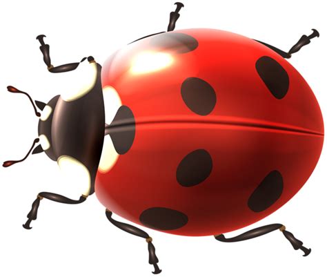 Ladybug Transparent Png Clip Art Image Art Images Clip Art Ladybug