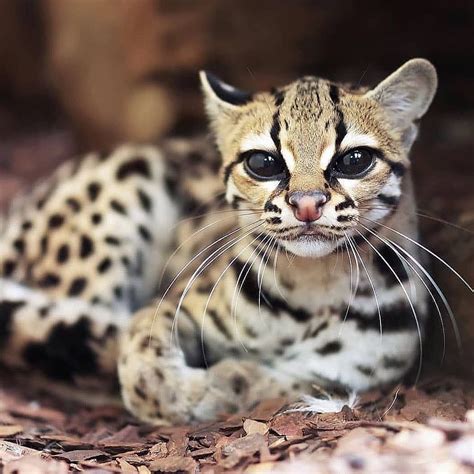 Nature Daily On Instagram Beautiful Margay Cat ️ Photo By Artushfoto