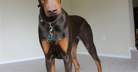 My Six Month Old Red Doberman Cato Favorite Pet Finds Pinterest