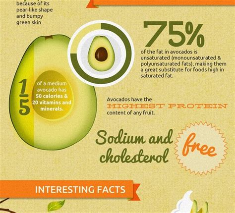 Facts About Avocados Infographic Best Infographics