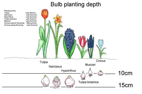 Bulb Identification By Foliage