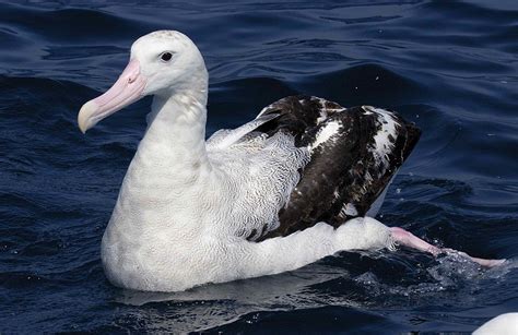 Wandering Albatross The Largest Flying Bird
