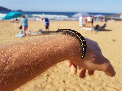 Camera found nsw central coast. I met this little dude at the beach (Central Coast, NSW ...