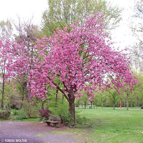 Kwanzan Flowering Cherry Tree For Sale Near Me Where To See Cherry