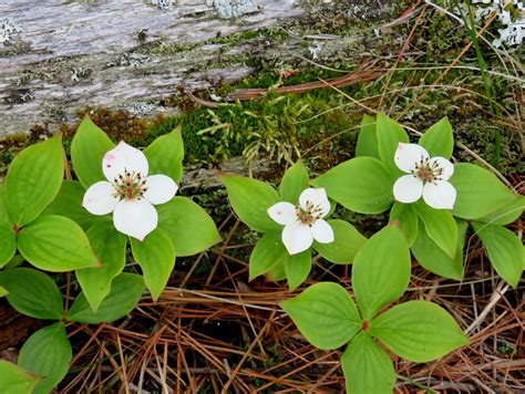 Canadian dogwood | Cornus Canadensis, aka bunchberry. In the… | Flickr