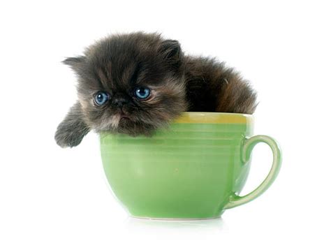 Teacup Persian Cat Full Grown Ph