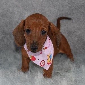 Looking for a new home for this little guy he's nearly 3 year old dachshund, kc registered and pra clear. Female Dachshund Puppy For Sale Solara | Puppies For Sale ...