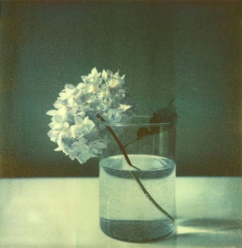 Flowers Polaroid Sx 70 Alpha 1 Tip Px 70 Color Shade Cool Moko Flickr