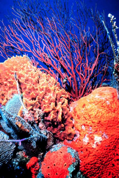 Coral Reefs Sea Life Photo 114579 Fanpop