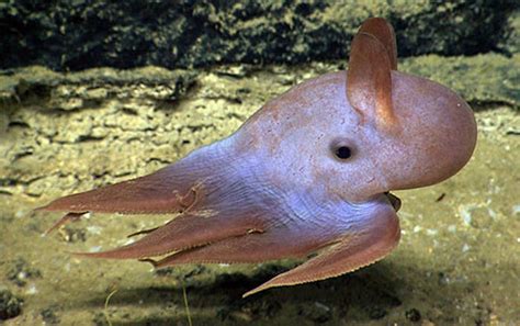 Top 10 Dumbo Octopus Characteristics That Have Helped It Survive