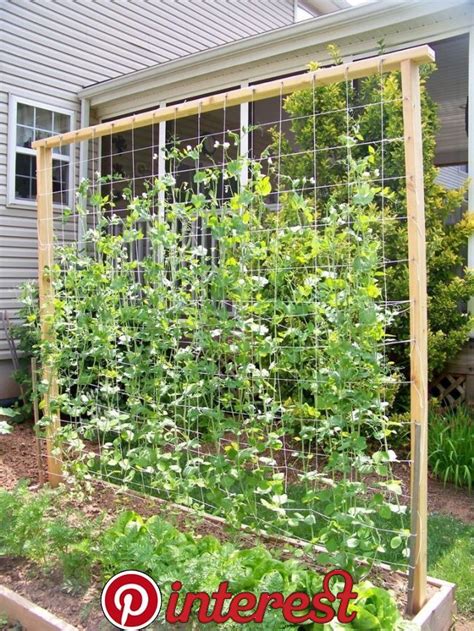 Sugar Snap Peas Trellis Our Snap Pea Trellis Diy Garden Trellis