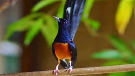 Jenis dan harga yang bervariasi membuat burung dara bisa dijangkau oleh. Akankah Kita Kehilangan Burung Penyanyi dari Asia Tenggara Itu?
