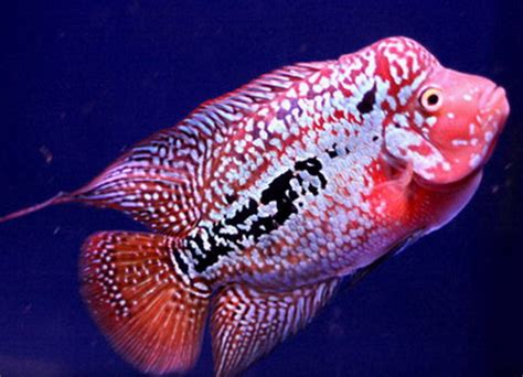 Worldwide shipping available for all flowerhorn at www.thaifh.com fish sale, arowana sale, flowerhorn sale, kingkamfa for sale, super red dragon for sale, thai silk for sale, flowerhorn for sale low han. Flowerhorn The Hybrid Cichlids: King Kamfa
