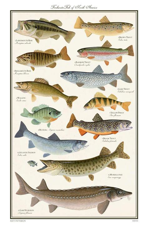 North American Freshwater Fish Chart