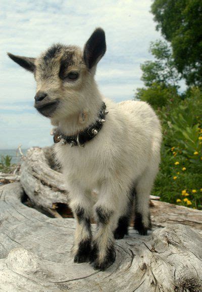 601 Best Images About Goats On Pinterest The Goat Baby Goats And