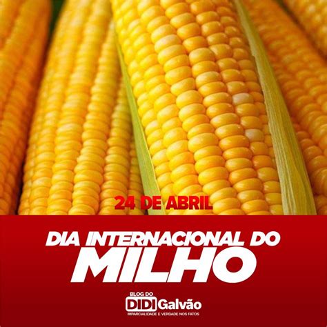 Hoje é O Dia Internacional Do Milho Blog Do Didi Galvão