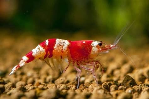Crystal Red Shrimp Cardinal Cf Cantonensis Care Complete Guide