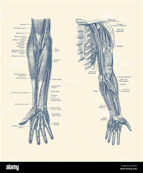 Human Arm Muscles Diagram Arm Definition Bones Muscles Facts