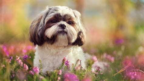 9 Fluffy Facts About The Shih Tzu Mental Floss