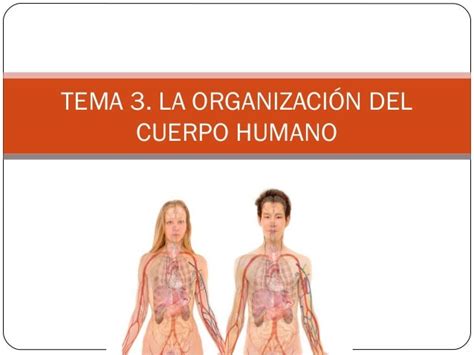 Tema 3 La Organización Del Cuerpo Humano