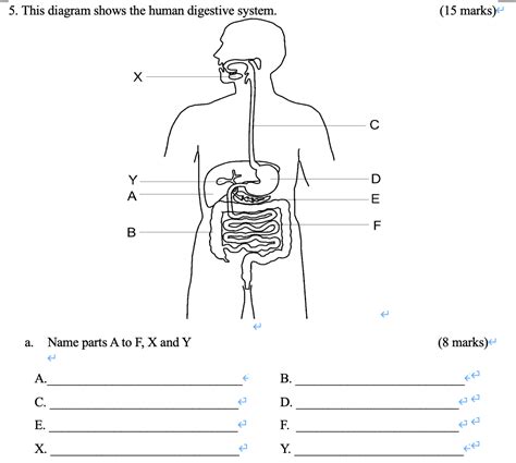 Solved 5 This Diagram Shows The Human Digestive System 15
