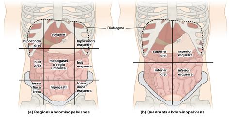 Spleen, pancreas, stomach, kidney, colon. File:Abdominal Quadrant Regions ca.svg - Wikimedia Commons