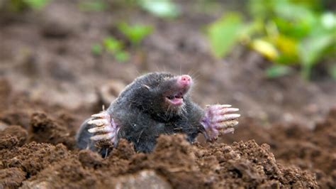 Signs Of Moles In Your Yard How To Control Them Pest Samurai