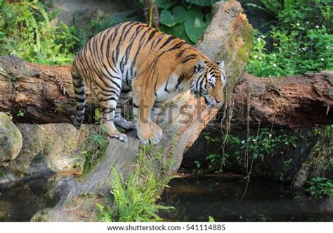 Bengal Tiger Watching Photographer Yawning Laying Stock Photo 541114885