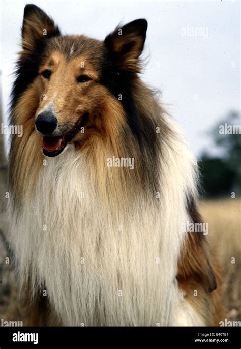 Lassie Dogs Hi Res Stock Photography And Images Alamy