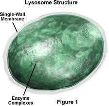 They are spherical vesicles that contain hydrolytic enzymes that can break down many kinds of biomolecules. Organelles that Store, Clean Up, and Support - Plant and ...