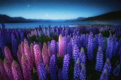 Purple Flowers In A Meadow In New Zealand Phone Wallpapers