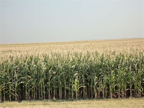 Kansas Corn Field My Photography Pinterest