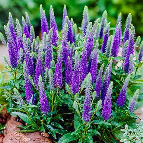 Sun Perennials For Pots And Edging Dwarf Blue Veronica