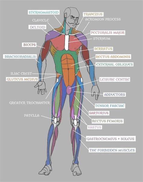 The phalanges are long, slender bones that form hinge joints between. Muscle Anatomy Chart Luxury Human Anatomy Muscles with ...