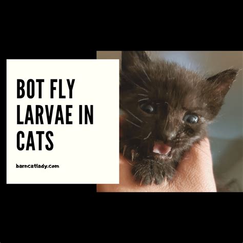 Bot Fly Larvae In Cats The Barn Cat Lady