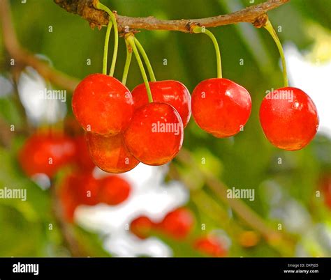 Cherries Of The Tree Hi Res Stock Photography And Images Alamy