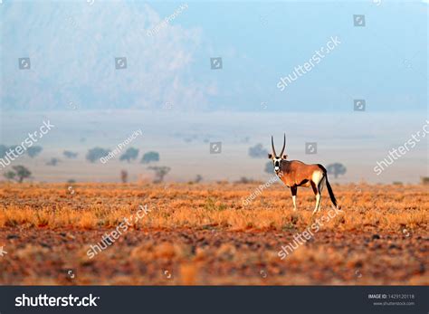 Oryx Gazella Beautiful Iconic Gemsbok Antelope Stock Photo 1429120118