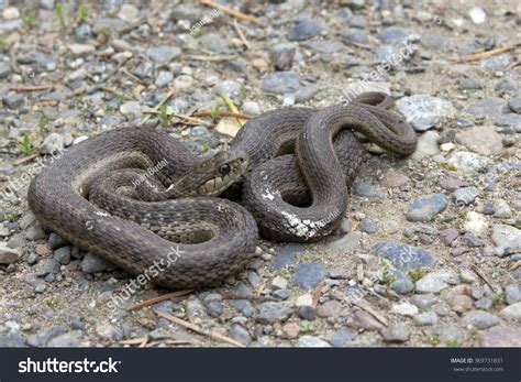 Brown Racer Snake Stock Photo 369731831 Shutterstock