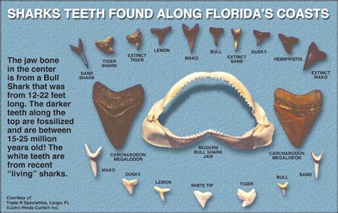 Myrtle beach shark teeth collecting tips much more. Sharks Teeth found along Florida's Coasts. | Shark teeth ...