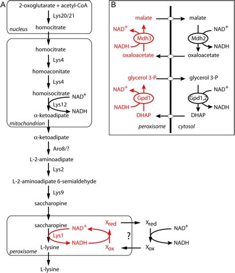 Two Nad Linked Redox Shuttles Maintain The Peroxisomal Redox Balance In
