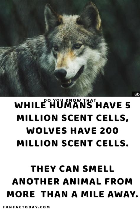 Amazing Animal Facts Youll Struggle To Believe Animal Facts Facts
