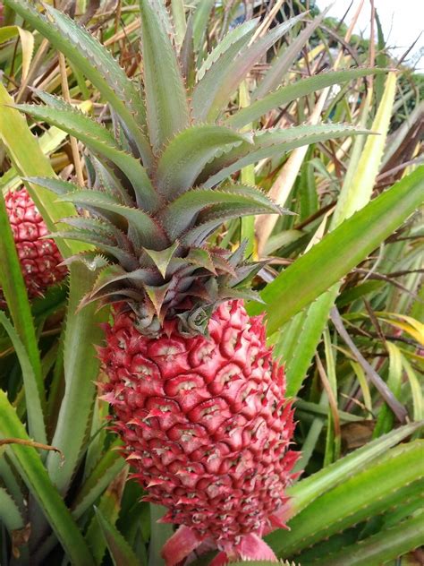 Red Pineapple Or Ananas Bracteatus Is A Species Of The Pineapple